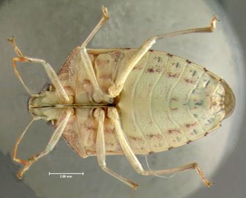 Media type: image;   Entomology 619797 Aspect: habitus ventral view